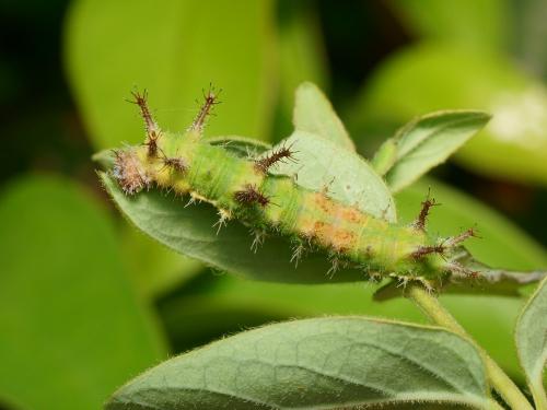 Limenitis reducta