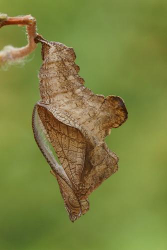 Limenitis reducta