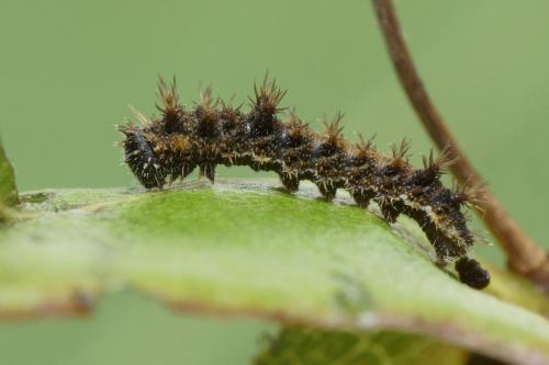 Limenitis reducta