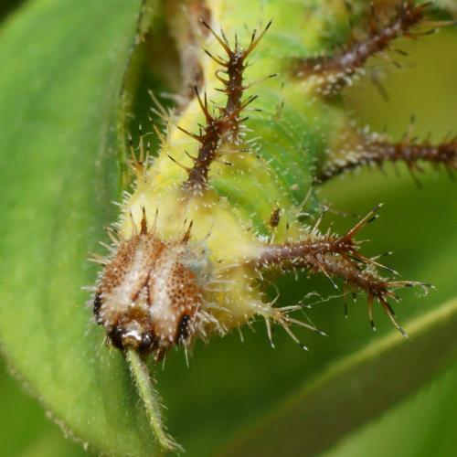 Limenitis reducta