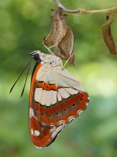 Limenitis reducta