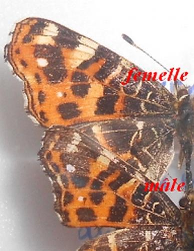 Araschnia levana
