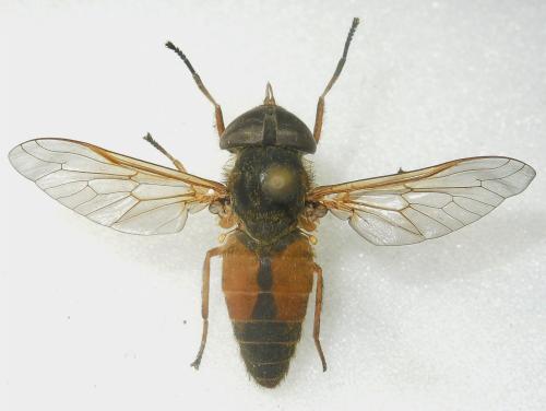 Atylotus loewianus
