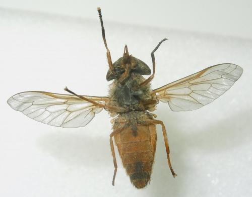Réf. 109 502 : Atylotus loewianus