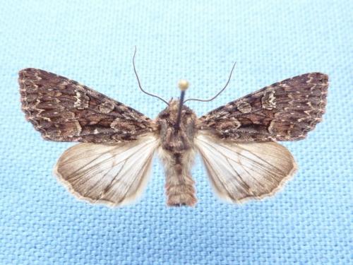Réf. 109 786 : Mniotype adusta