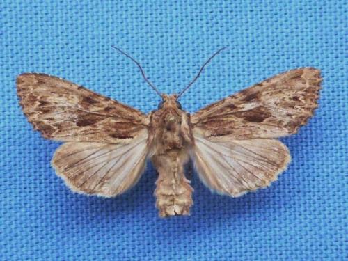 Apamea syriaca