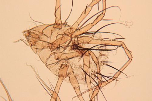 Réf. 109 704 : Damaeus clavipes
