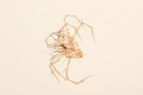 Réf. 109 703 : Damaeus clavipes