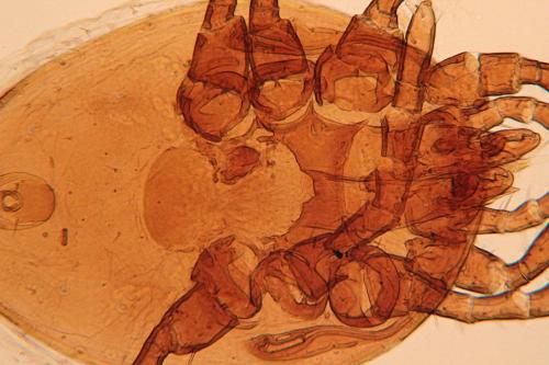Réf. 109 706 : Neopodocinum meridionalis