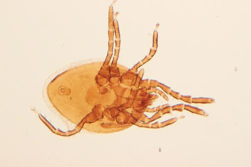 Réf. 109 705 : Neopodocinum meridionalis