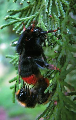 Réf. 109 544 : Bombus lapidarius