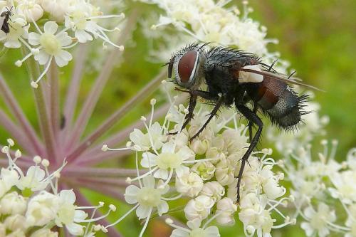 Pseudogonia parisiaca