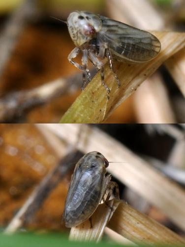 Anaceratagallia sp.