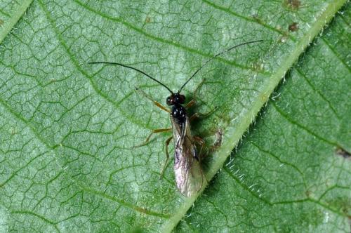 Réf. 109 840 : Alysiinae inconnu
