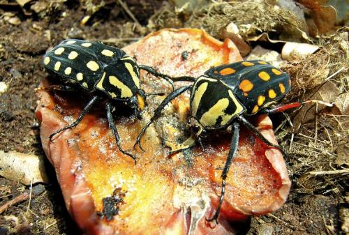 Amaurodes passerinii