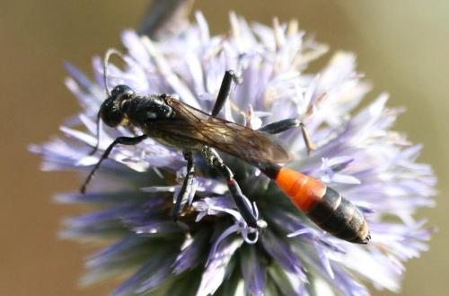 Hoplammophila armata