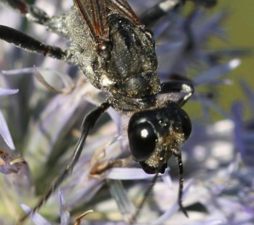 Hoplammophila armata