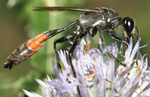 Réf. 109 587 : Hoplammophila armata