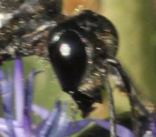 Réf. 109 604 : Hoplammophila armata