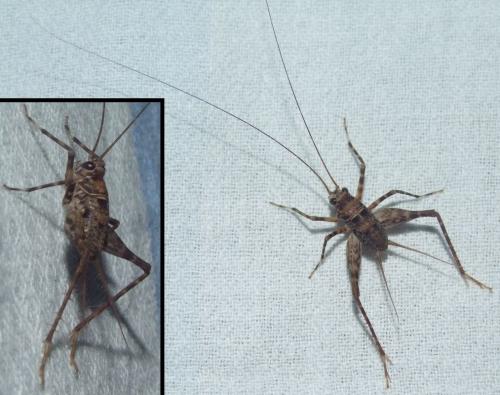 Caribacusta caraibea