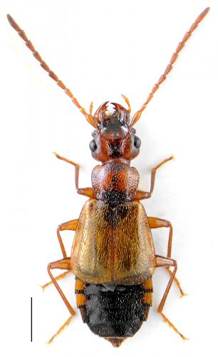 Anthophagus bicornis