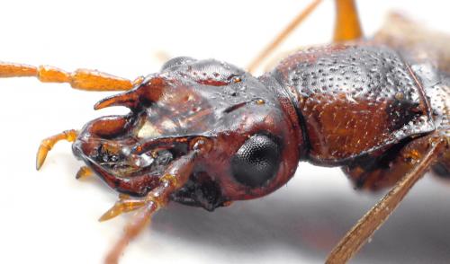 Anthophagus bicornis