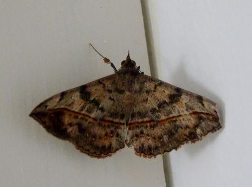 Anticarsia gemmatalis