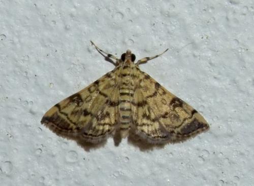 Apogeshna stenialis