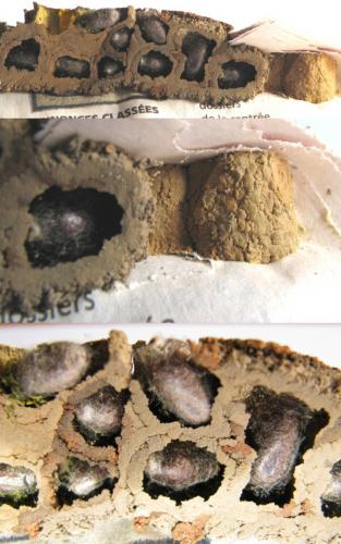 Réf. 109 504 : Osmia bicornis