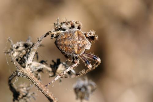 Araneus angulatus