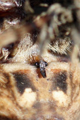 Araneus angulatus