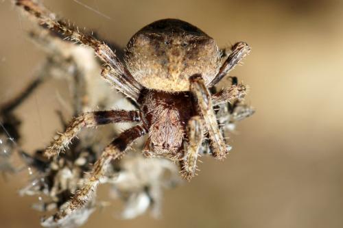 Araneus angulatus