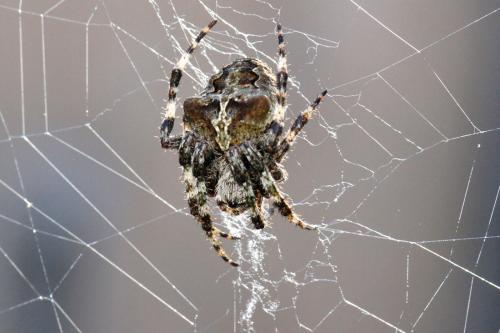 Araneus angulatus