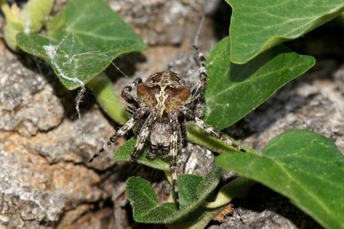 Réf. 109 226 : Araneus angulatus