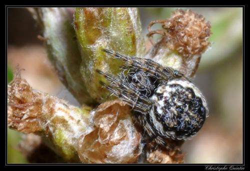 Nuctenea umbratica
