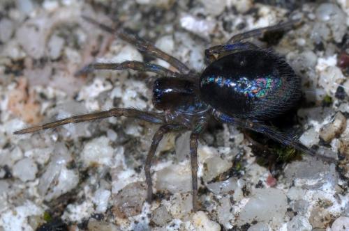 Amaurobius sp.