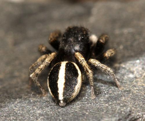 Réf. 109 363 : Attulus longipes