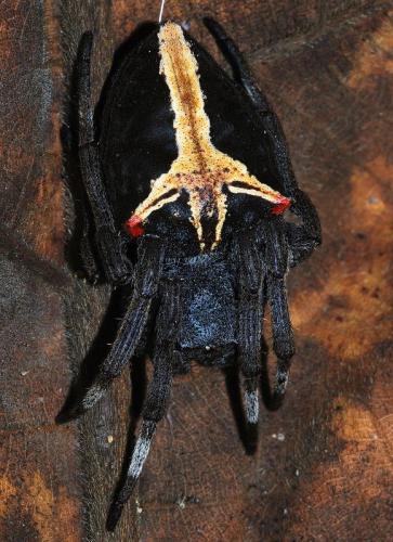 Parawixia dehaani