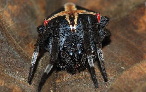 Parawixia dehaani