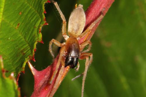 Réf. 109 906 : Clubiona phragmitis