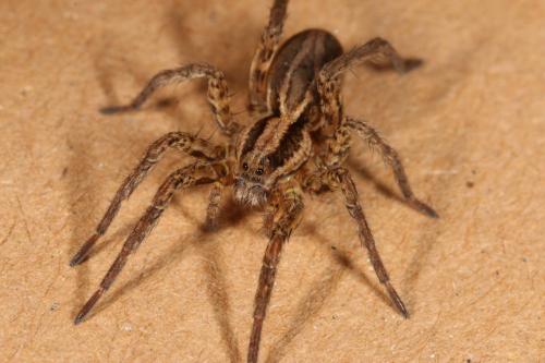 Alopecosa cuneata