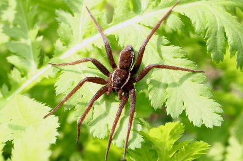 Dolomedes fimbriatus