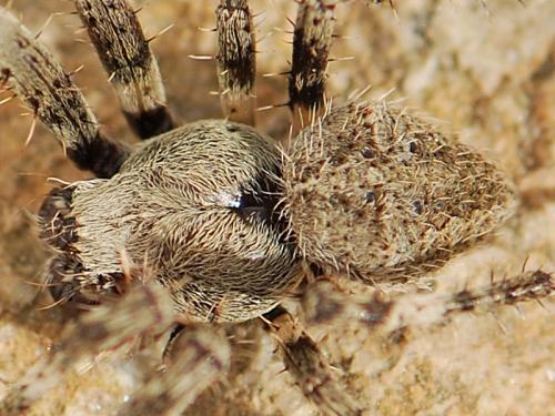 Araneus angulatus