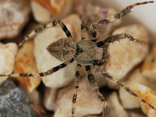 Araneus angulatus