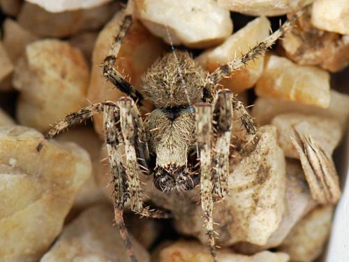 Araneus angulatus