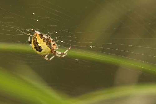Araneus marmoreus