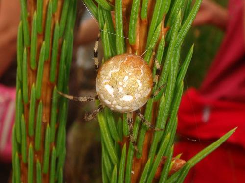 Araneus quadratus