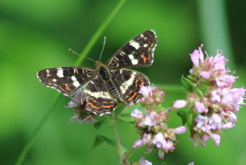 Araschnia levana