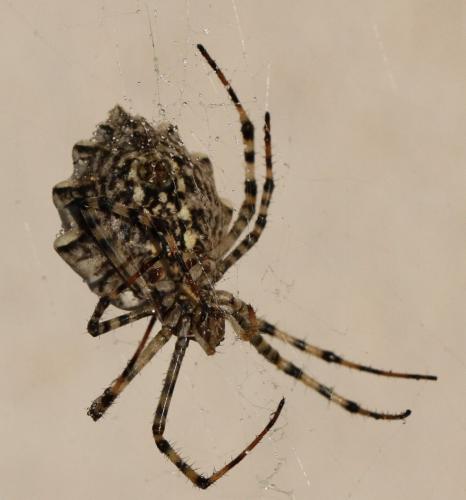 Argiope lobata