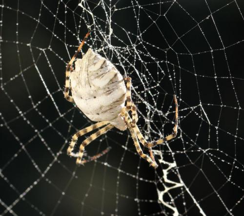 Argiope lobata